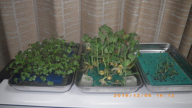 IMGP1125.JPG
