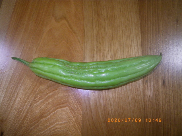 IMGP1518.JPG