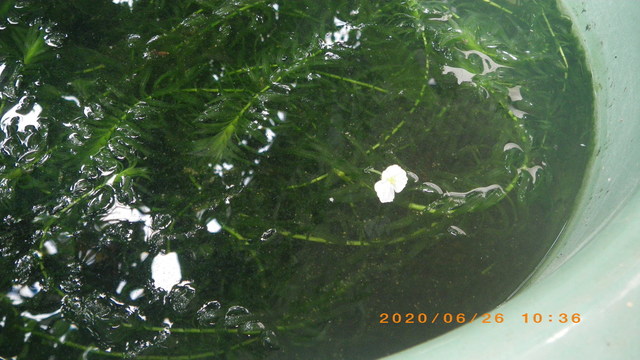 IMGP1476.JPG