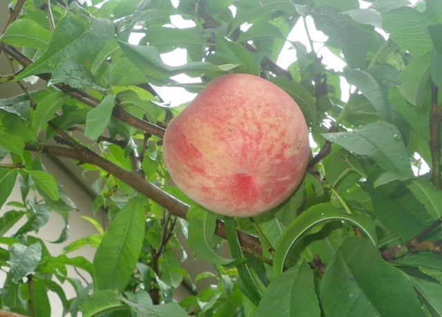 完熟桃の収穫.jpg