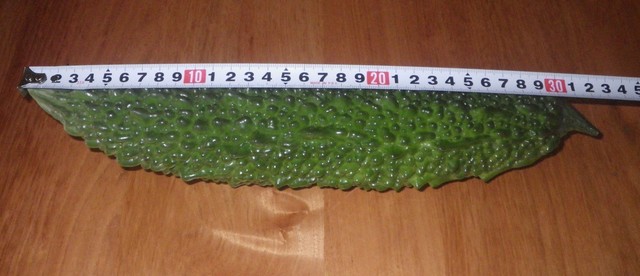 ゴーヤ３０ｃｍ越え.jpg
