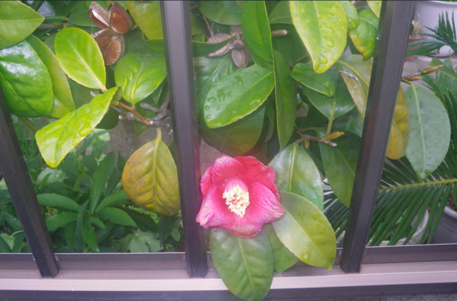 茶の花.png